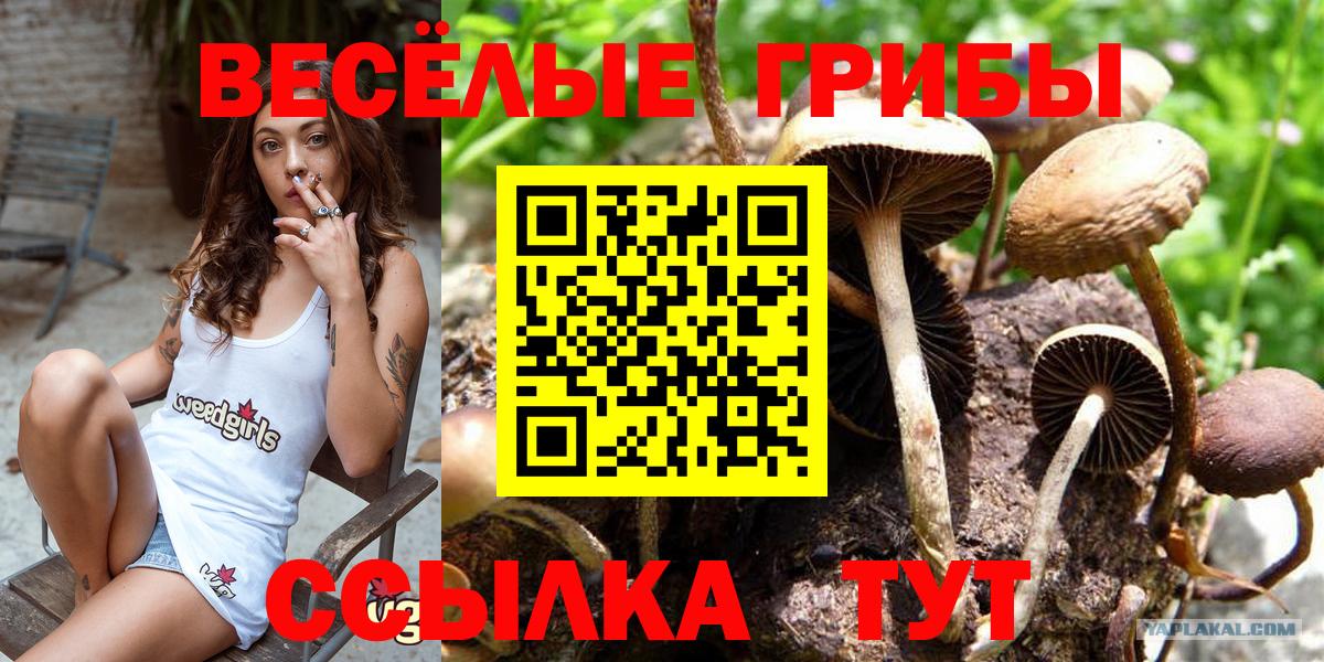 Псилоцибиновые грибы прущие грибы Сергиев Посад